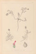 Herbier de la flore française Pl0410 - Louis Antoine Cusin — vista de la obra