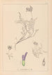 Herbier de la flore française Pl0413 - Louis Antoine Cusin — vista de la obra