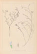 Herbier de la flore française Pl0414 - Louis Antoine Cusin — vista de la obra