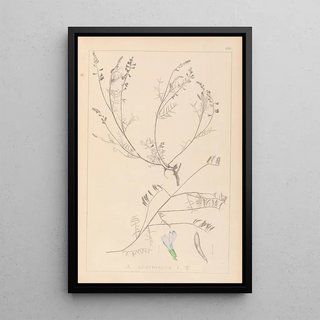 Louis Antoine Cusin - Herbier de la flore franaise Pl0415.webp