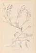 Herbier de la flore française Pl0415 - Louis Antoine Cusin — vista de la obra