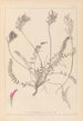 Herbier de la flore française Pl0416 - Louis Antoine Cusin — vista de la obra