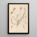 Herbier de la flore française Pl0416 - Louis Antoine Cusin — cuadro enmarcado en la pared