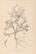 Herbier de la flore française Pl0417 - Louis Antoine Cusin — artwork view