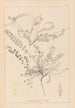 Herbier de la flore française Pl0418 - Louis Antoine Cusin — vista de la obra