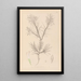 Herbier de la flore française Pl0419 - Louis Antoine Cusin — cuadro enmarcado en la pared