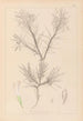 Herbier de la flore française Pl0419 - Louis Antoine Cusin — vista de la obra