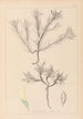 Herbier de la flore française Pl0420 - Louis Antoine Cusin — vista de la obra