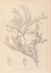 Herbier de la flore française Pl0421 - Louis Antoine Cusin — vista de la obra