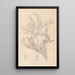 Herbier de la flore française Pl0421 - Louis Antoine Cusin — cuadro enmarcado en la pared