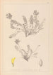 Herbier de la flore française Pl0422 - Louis Antoine Cusin — vista de la obra