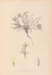 Herbier de la flore française Pl0423 - Louis Antoine Cusin — vista de la obra
