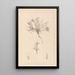 Herbier de la flore française Pl0423 - Louis Antoine Cusin — cuadro enmarcado en la pared