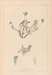 Herbier de la flore française Pl0425 - Louis Antoine Cusin — vista de la obra