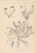 Herbier de la flore française Pl0426 - Louis Antoine Cusin — artwork view