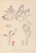 Herbier de la flore française Pl0427 - Louis Antoine Cusin — vista de la obra