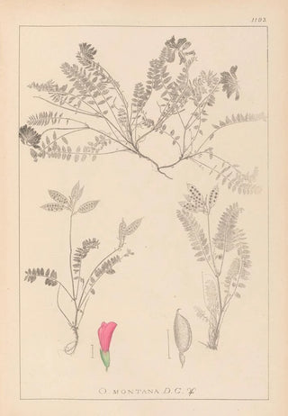 Louis Antoine Cusin - Herbier de la flore franaise Pl0427.webp