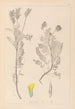 Herbier de la flore française Pl0428 - Louis Antoine Cusin — vista de la obra