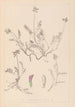 Herbier de la flore française Pl0429 - Louis Antoine Cusin — vista de la obra