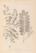 Herbier de la flore française Pl0437 - Louis Antoine Cusin — artwork view