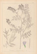 Herbier de la flore française Pl0438 - Louis Antoine Cusin — vista de la obra