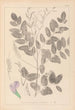 Herbier de la flore française Pl0439 - Louis Antoine Cusin — artwork view