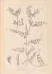 Herbier de la flore française Pl0443 - Louis Antoine Cusin — artwork view