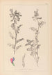 Herbier de la flore française Pl0444 - Louis Antoine Cusin — artwork view