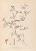 Herbier de la flore française Pl0445 - Louis Antoine Cusin — vista de la obra