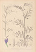 Herbier de la flore française Pl0446 - Louis Antoine Cusin — artwork view
