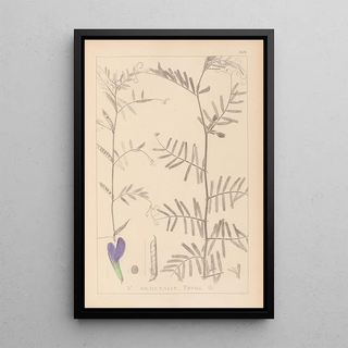 Louis Antoine Cusin - Herbier de la flore franaise Pl0446.webp