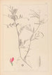 Herbier de la flore française Pl0447 - Louis Antoine Cusin — artwork view