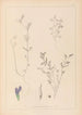 Herbier de la flore française Pl0450 - Louis Antoine Cusin — artwork view