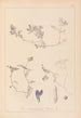 Herbier de la flore française Pl0451 - Louis Antoine Cusin — artwork view
