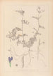Herbier de la flore française Pl0452 - Louis Antoine Cusin — vista de la obra