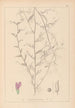 Herbier de la flore française Pl0453 - Louis Antoine Cusin — vista de la obra