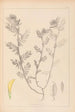 Herbier de la flore française Pl0454 - Louis Antoine Cusin — artwork view