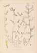 Herbier de la flore française Pl0456 - Louis Antoine Cusin — artwork view