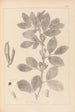 Herbier de la flore française Pl0457 - Louis Antoine Cusin — vista de la obra