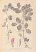 Herbier de la flore française Pl0458 - Louis Antoine Cusin — artwork view