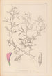 Herbier de la flore française Pl0460 - Louis Antoine Cusin — artwork view