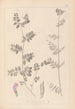 Herbier de la flore française Pl0461 - Louis Antoine Cusin — vista de la obra