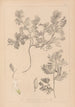 Herbier de la flore française Pl0463 - Louis Antoine Cusin — artwork view