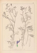 Herbier de la flore française Pl0464 - Louis Antoine Cusin — vista de la obra