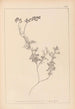 Herbier de la flore française Pl0465 - Louis Antoine Cusin — artwork view