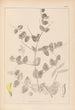 Herbier de la flore française Pl0468 - Louis Antoine Cusin — vista de la obra