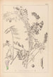 Herbier de la flore française Pl0469 - Louis Antoine Cusin — vista de la obra