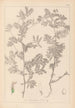 Herbier de la flore française Pl0470 - Louis Antoine Cusin — vista de la obra