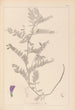 Herbier de la flore française Pl0471 - Louis Antoine Cusin — vista de la obra