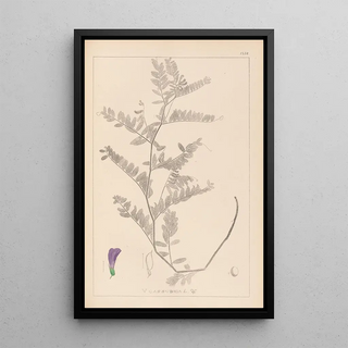 Louis Antoine Cusin - Herbier de la flore franaise Pl0471.webp